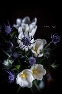 fiori-1-2